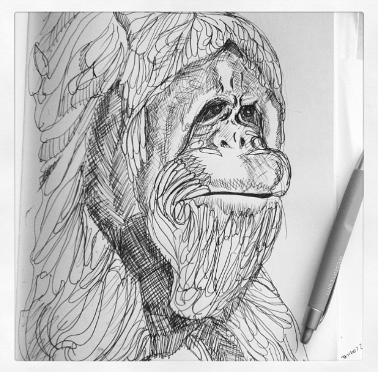 Orangutan