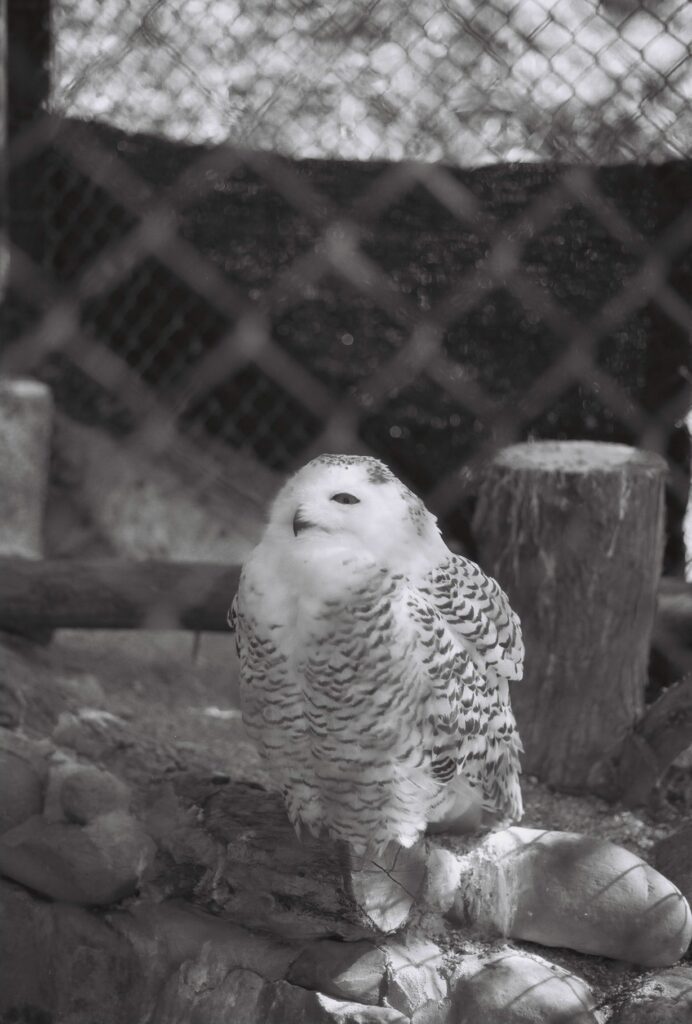 時間を遅らせる/Stretching time OWL